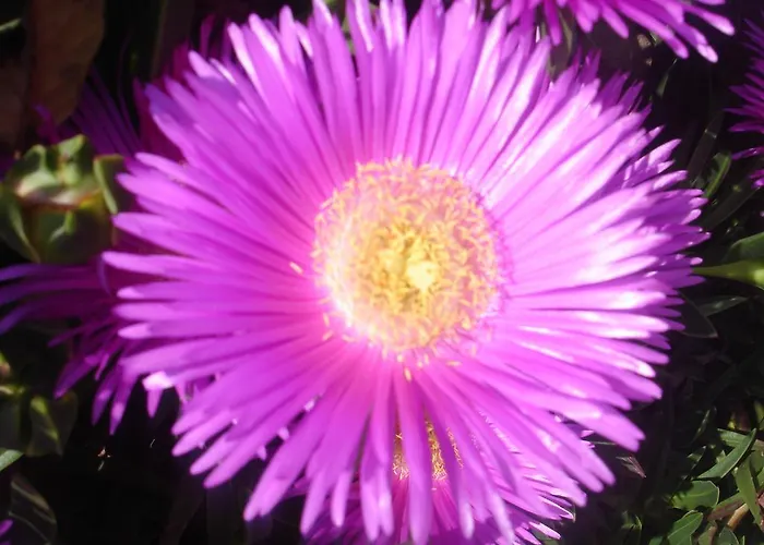 Apartmarin Apartman Trogir